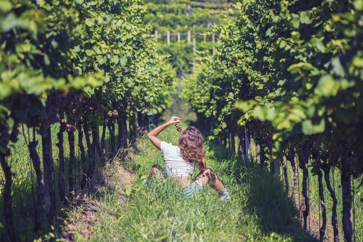 Olivia in the vineyard