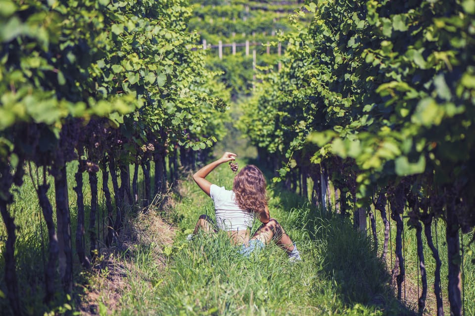 Olivia in the Vineyard